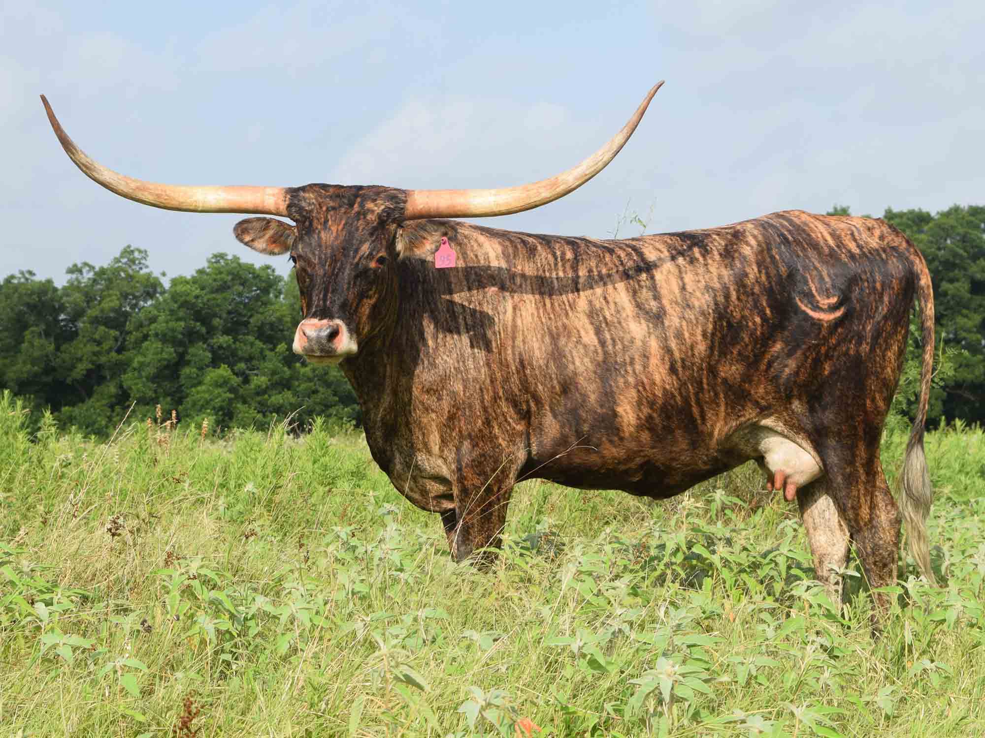 Rocking O Longhorns texas longhorn cattle for sale Austin, Texas